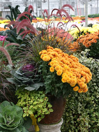 Fall Container at Mayflower Greenhouse